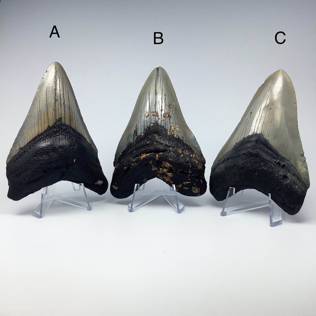 Fossilized Shark Tooth Specimen: Carcharodon Megalodon-Rocks and Gems Canada