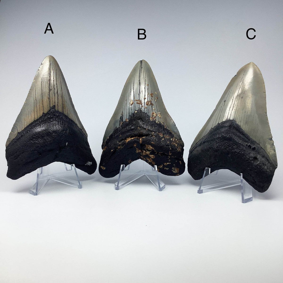 Fossilized Shark Tooth Specimen: Carcharodon Megalodon-Rocks and Gems Canada