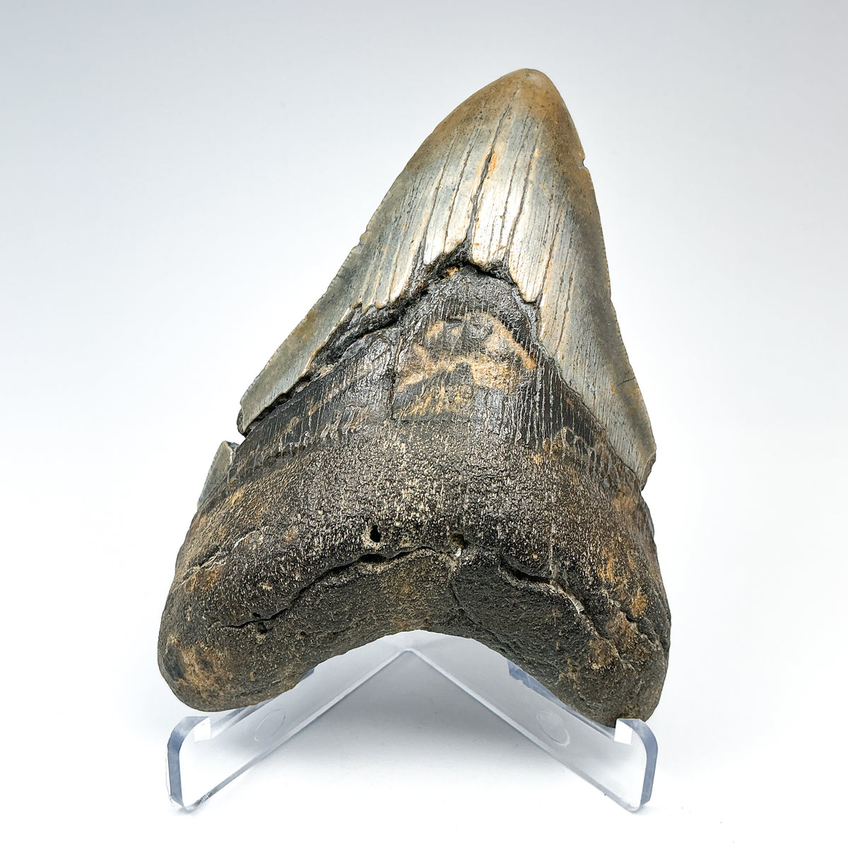 Fossilized Shark Tooth Specimen: Carcharodon Megalodon-Rocks and Gems Canada
