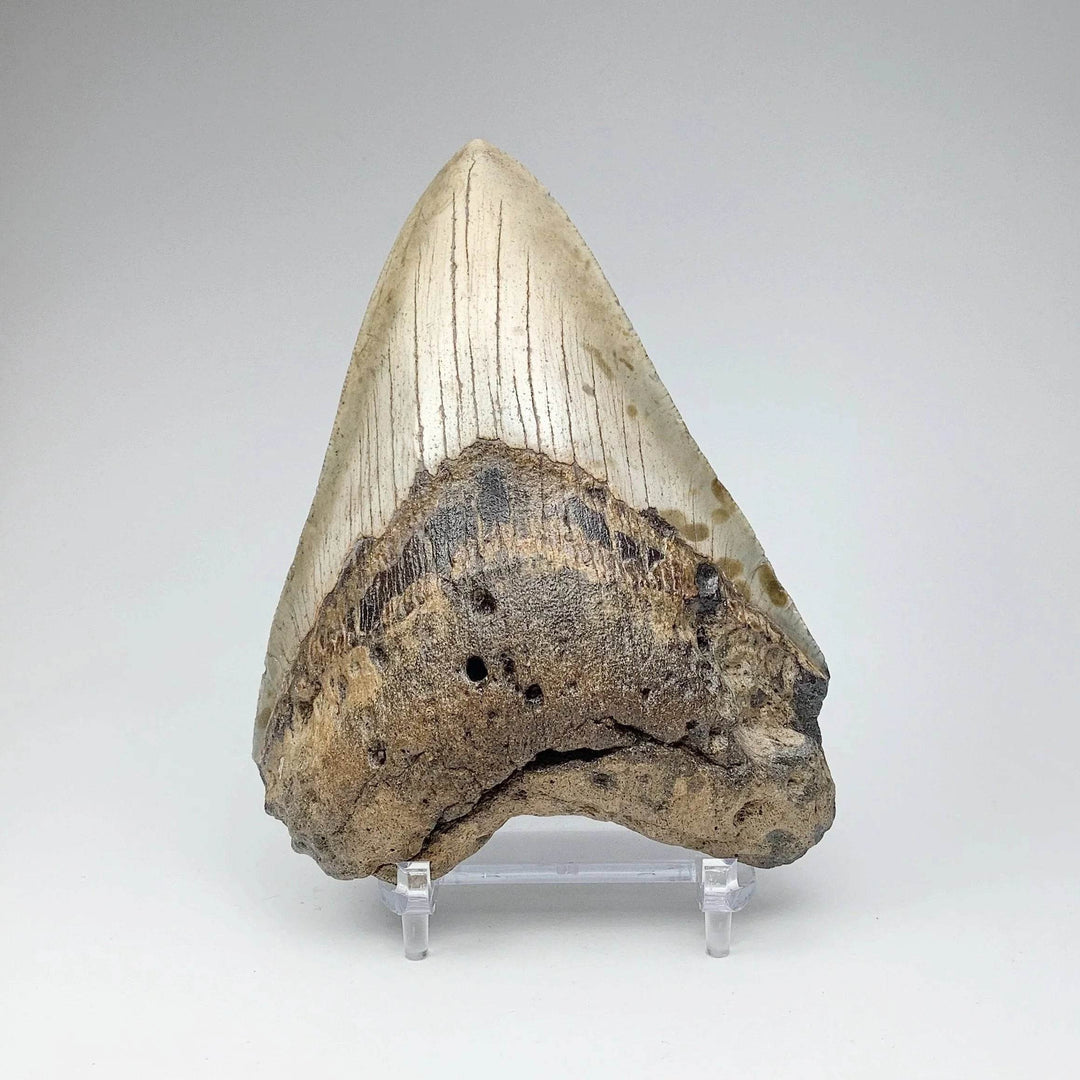 Fossilized Shark Tooth Specimen: Carcharodon Megalodon-Rocks and Gems Canada