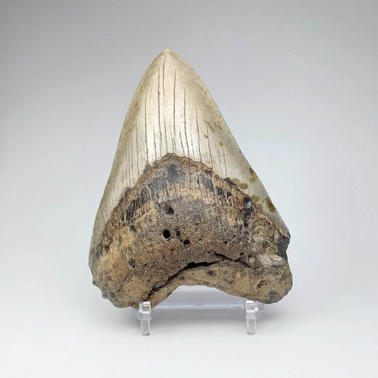 Fossilized Shark Tooth Specimen: Carcharodon Megalodon-Rocks and Gems Canada