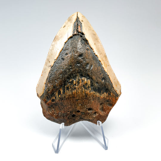 Fossilized Shark Tooth Specimen: Carcharodon Megalodon-Rocks and Gems Canada