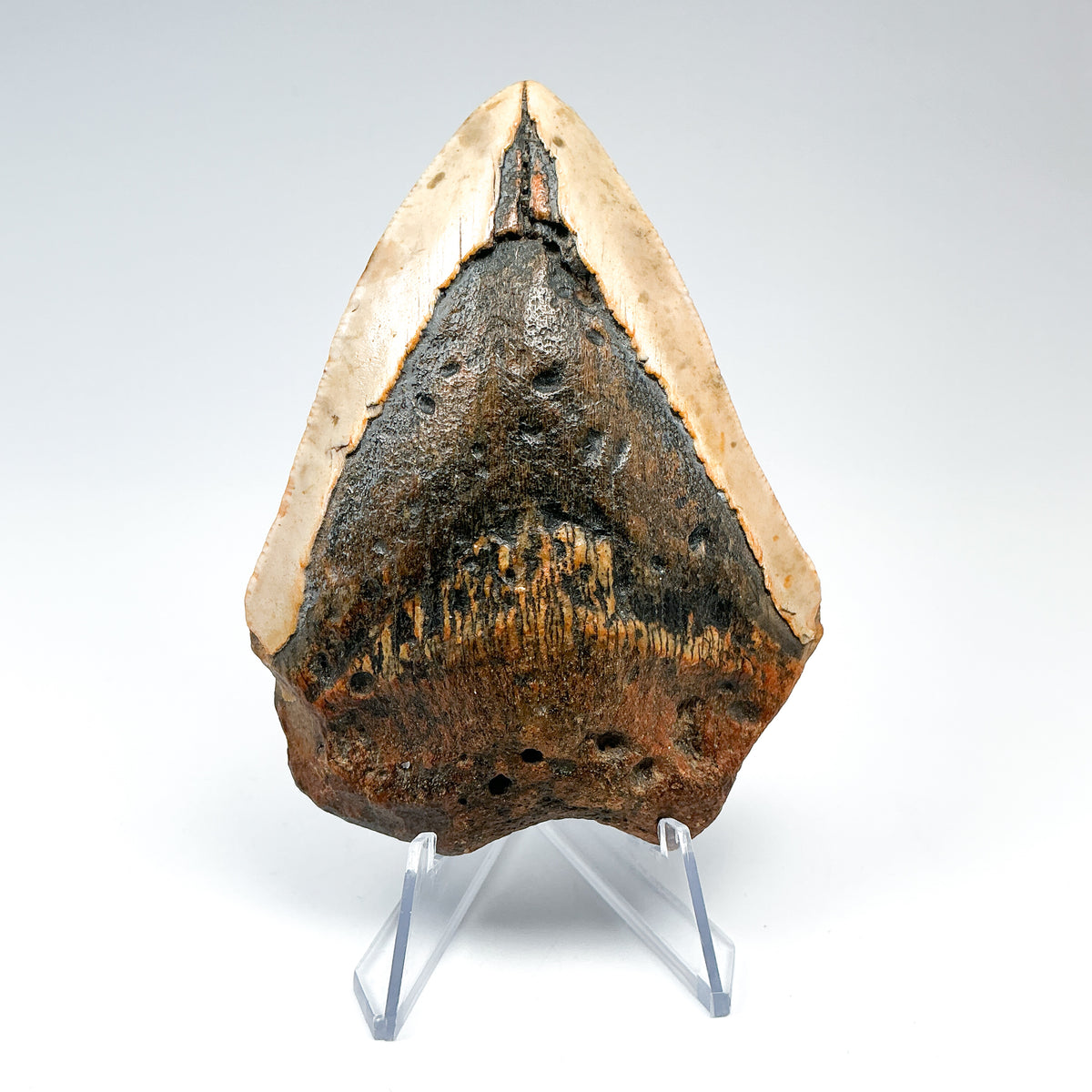 Fossilized Shark Tooth Specimen: Carcharodon Megalodon-Rocks and Gems Canada