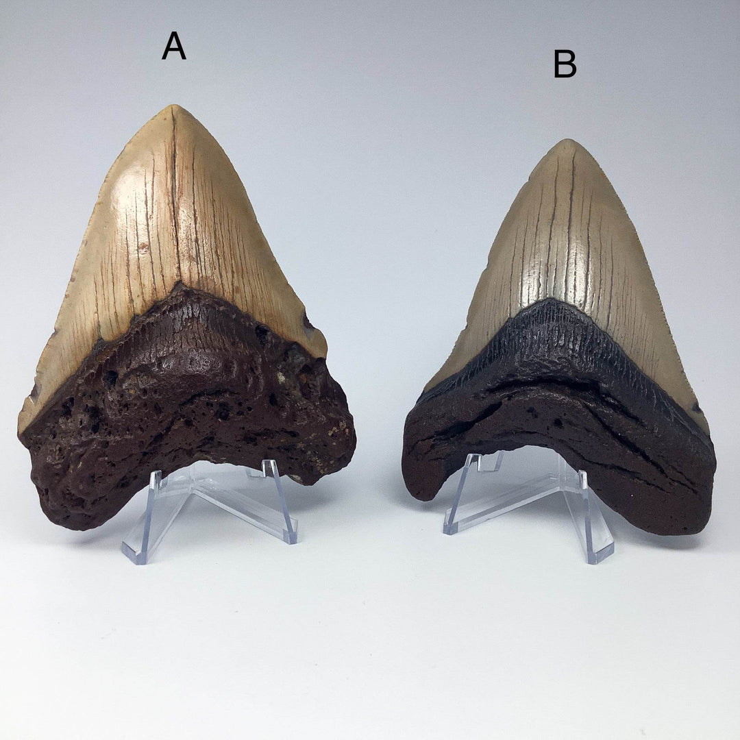 Fossilized Shark Tooth Specimen: Carcharodon Megalodon-Rocks and Gems Canada