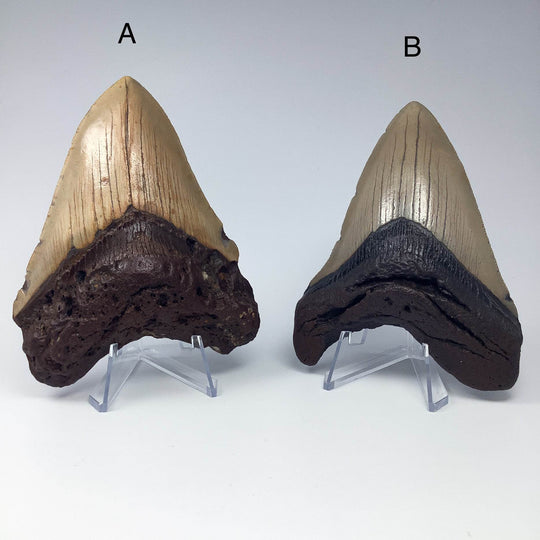 Fossilized Shark Tooth Specimen: Carcharodon Megalodon-Rocks and Gems Canada
