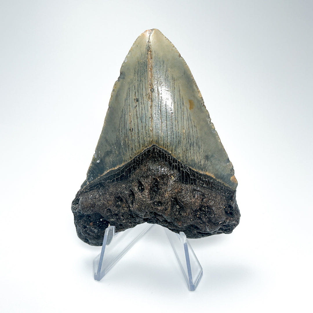 Fossilized Shark Tooth Specimen: Carcharodon Megalodon-Rocks and Gems Canada