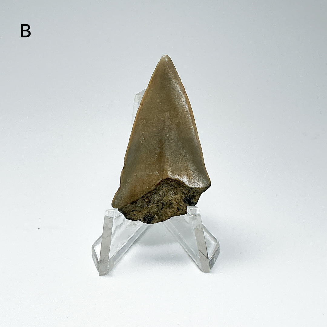 Fossilized Shark Tooth Specimen: Extinct Great White Shark-Rocks and Gems Canada