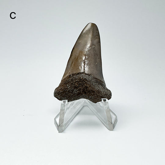 Fossilized Shark Tooth Specimen: Extinct Great White Shark-Rocks and Gems Canada