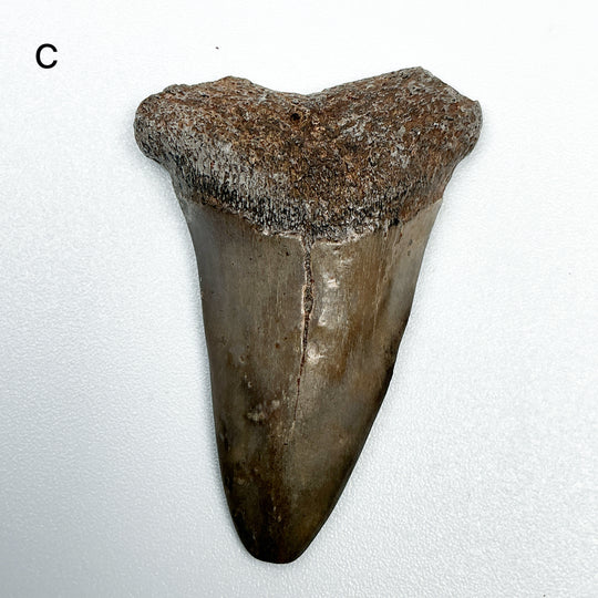 Fossilized Shark Tooth Specimen: Extinct Great White Shark-Rocks and Gems Canada