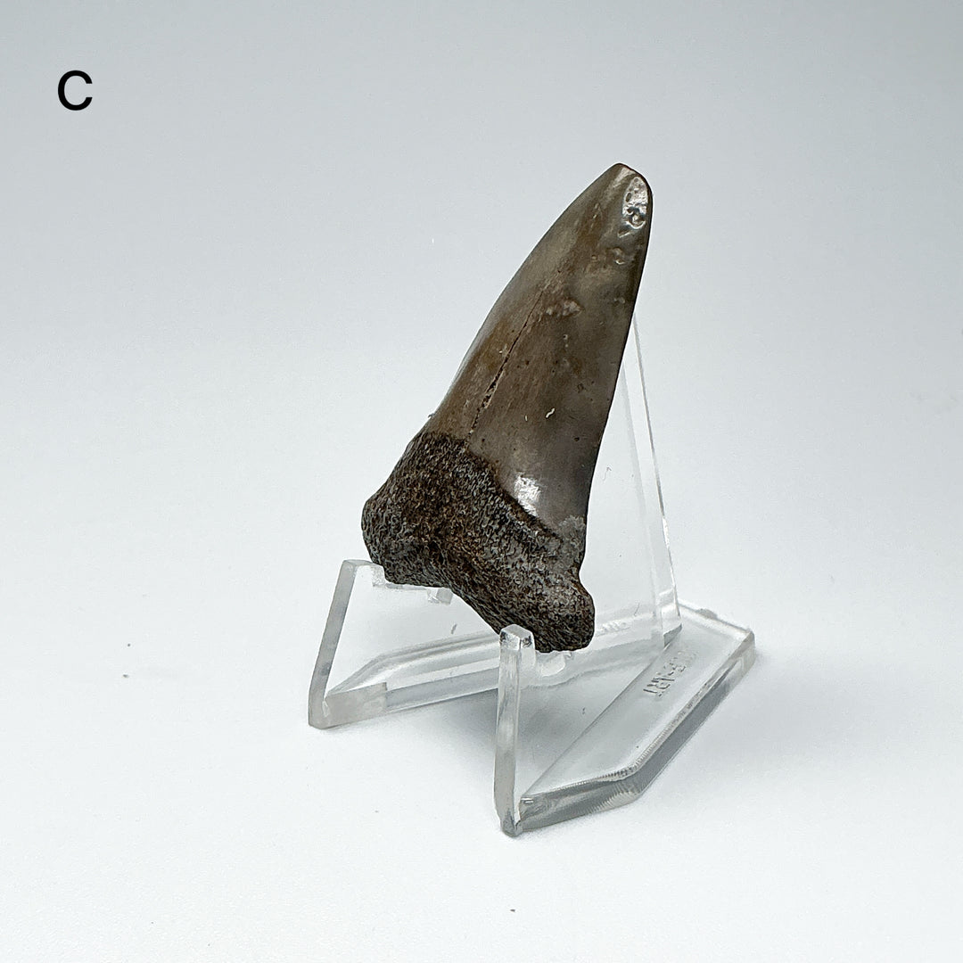 Fossilized Shark Tooth Specimen: Extinct Great White Shark-Rocks and Gems Canada