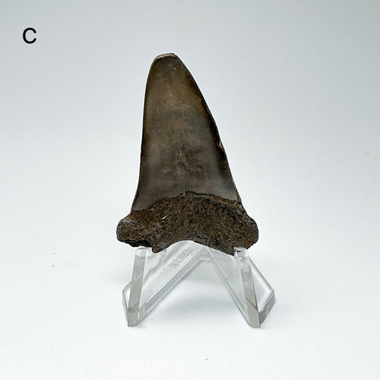 Fossilized Shark Tooth Specimen: Extinct Great White Shark-Rocks and Gems Canada
