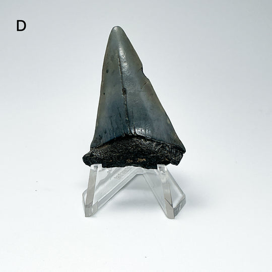 Fossilized Shark Tooth Specimen: Extinct Great White Shark-Rocks and Gems Canada