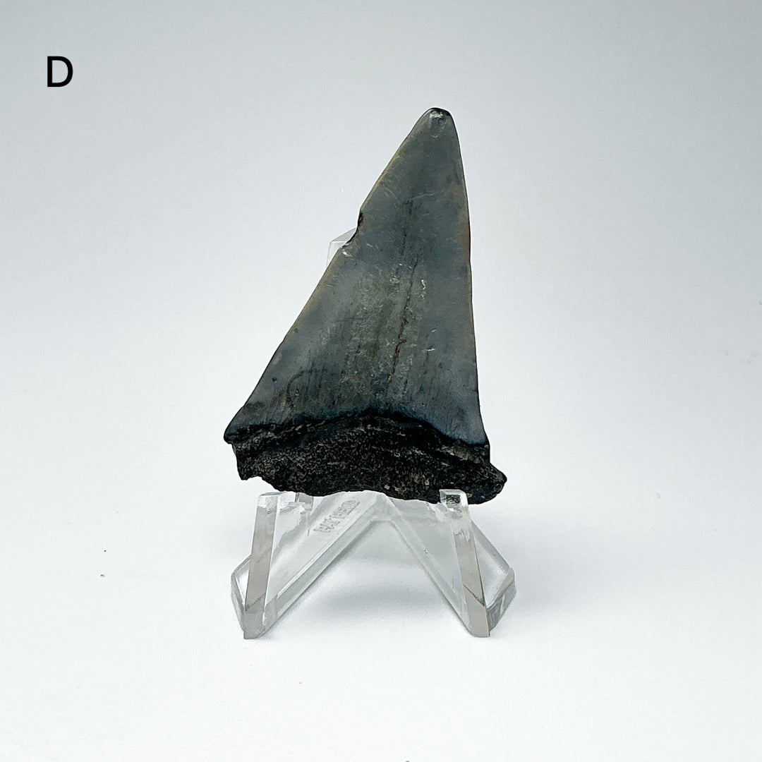 Fossilized Shark Tooth Specimen: Extinct Great White Shark-Rocks and Gems Canada
