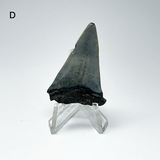 Fossilized Shark Tooth Specimen: Extinct Great White Shark-Rocks and Gems Canada