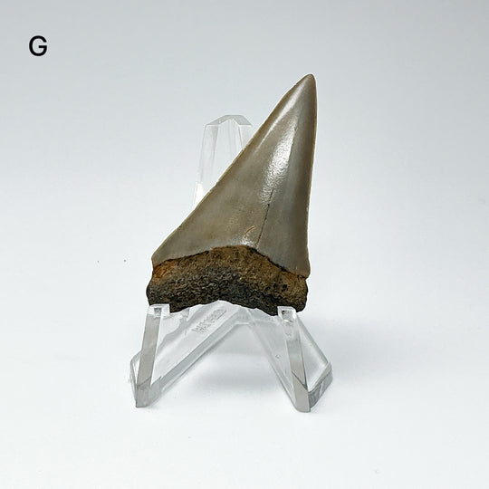 Fossilized Shark Tooth Specimen: Extinct Great White Shark-Rocks and Gems Canada