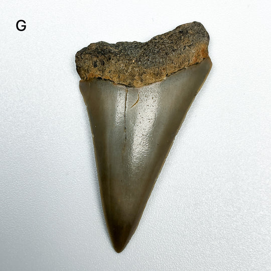 Fossilized Shark Tooth Specimen: Extinct Great White Shark-Rocks and Gems Canada