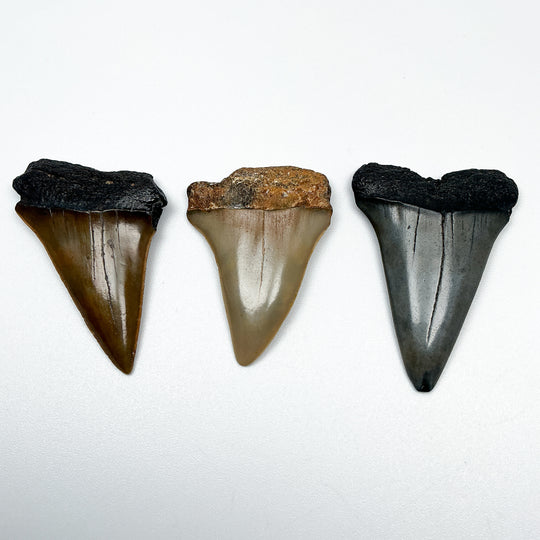 Fossilized Shark Tooth Specimen: Extinct Great White Shark-Rocks and Gems Canada