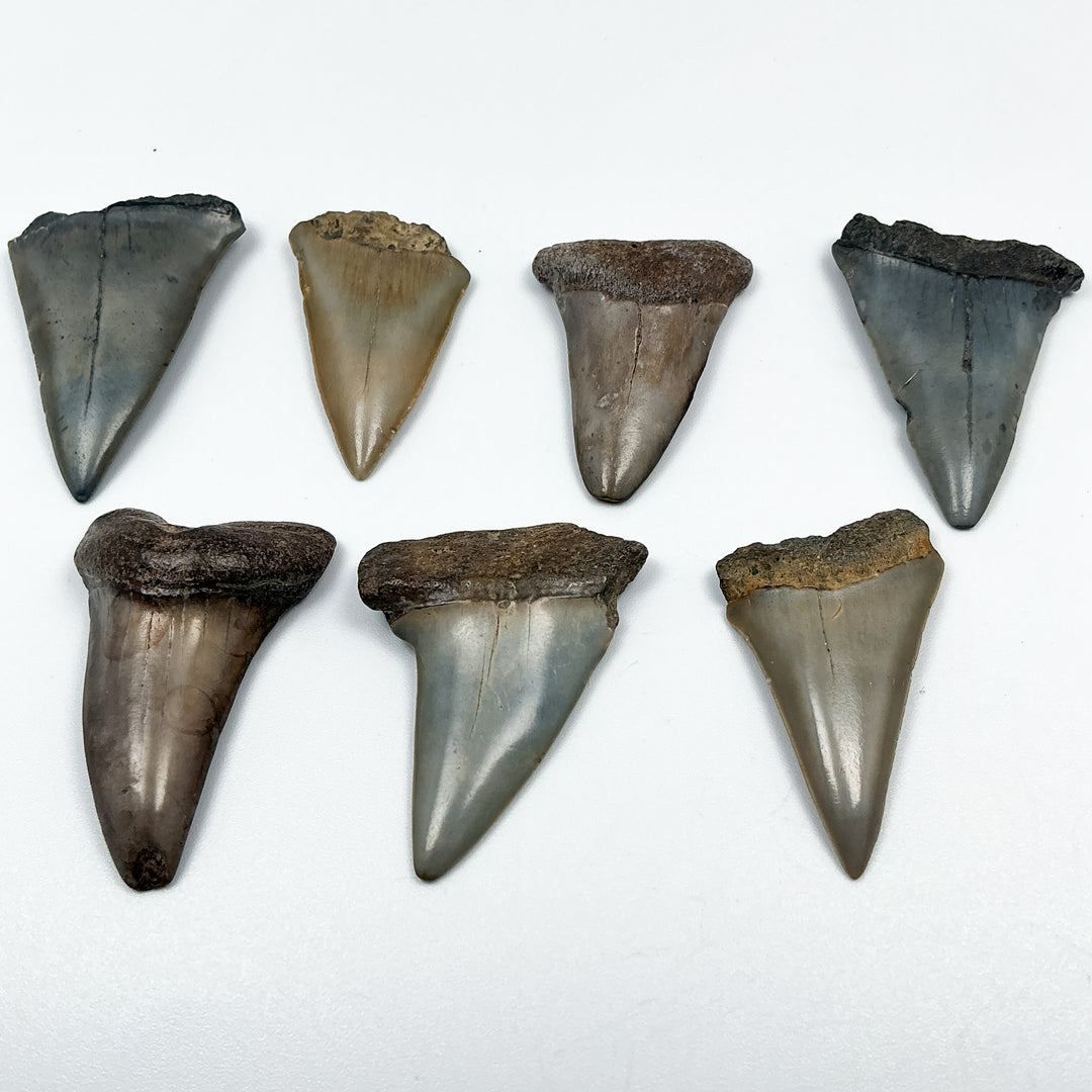 Fossilized Shark Tooth Specimen: Extinct Great White Shark-Rocks and Gems Canada