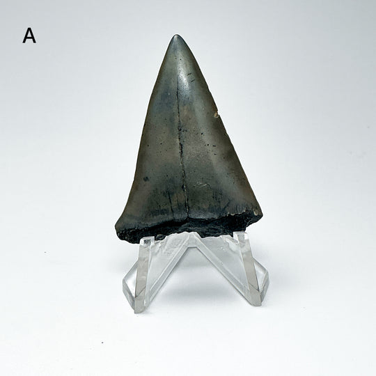 Fossilized Shark Tooth Specimen: Extinct Great White Shark-Rocks and Gems Canada