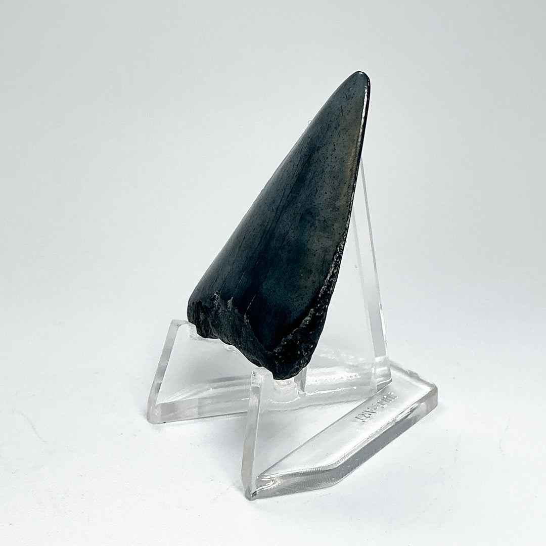 Fossilized Shark Tooth Specimen: Extinct Great White Shark-Rocks and Gems Canada