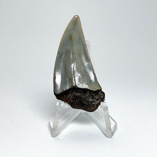 Fossilized Shark Tooth Specimen: Extinct Great White Shark-Rocks and Gems Canada