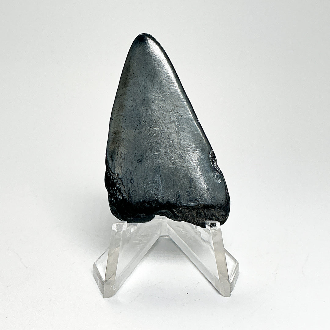 Fossilized Shark Tooth Specimen: Extinct Great White Shark-Rocks and Gems Canada