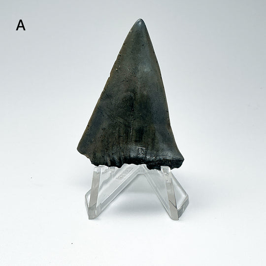 Fossilized Shark Tooth Specimen: Extinct Great White Shark-Rocks and Gems Canada