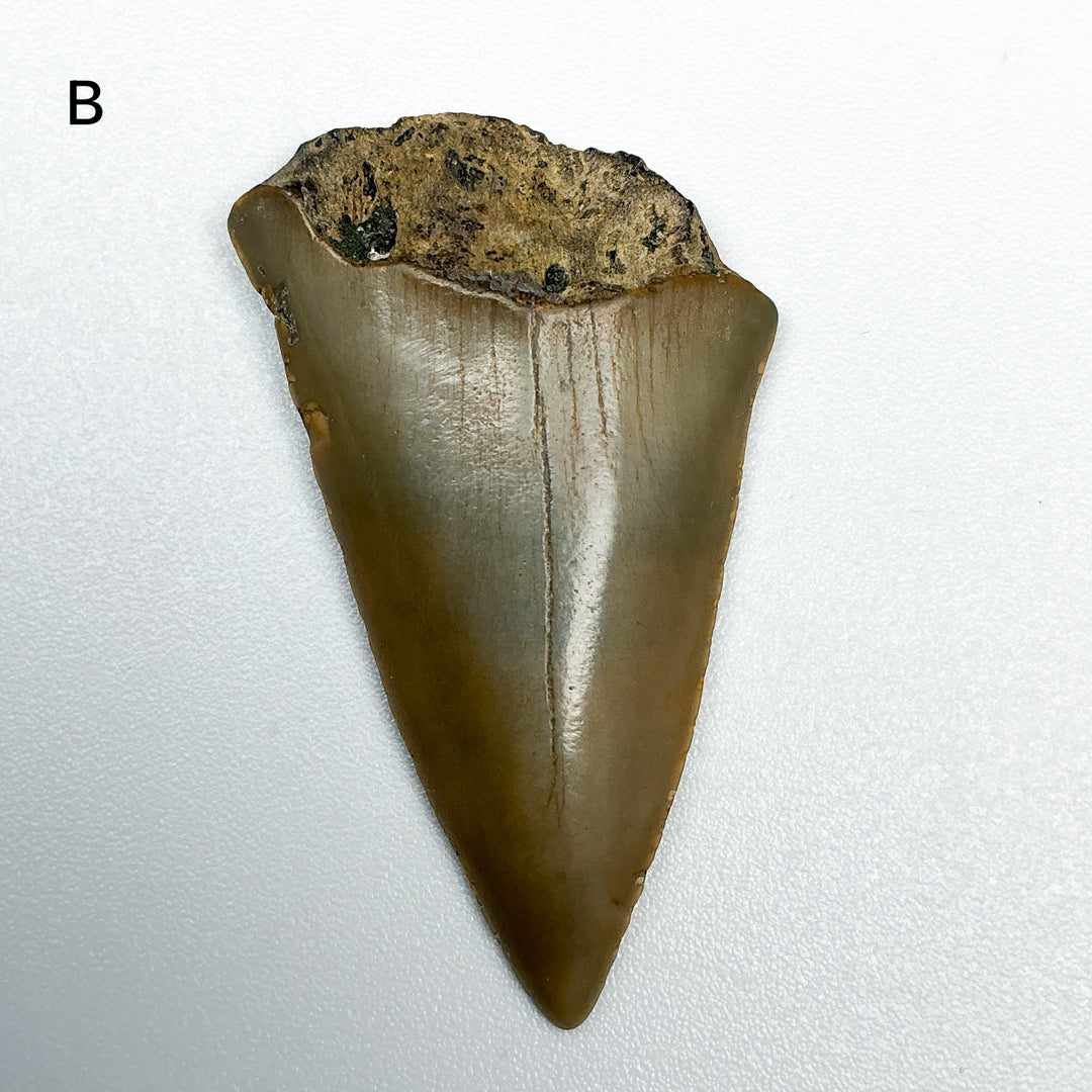 Fossilized Shark Tooth Specimen: Extinct Great White Shark-Rocks and Gems Canada