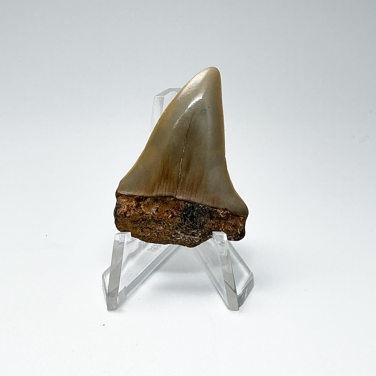 Fossilized Shark Tooth Specimen: Extinct Great White Shark-Rocks and Gems Canada
