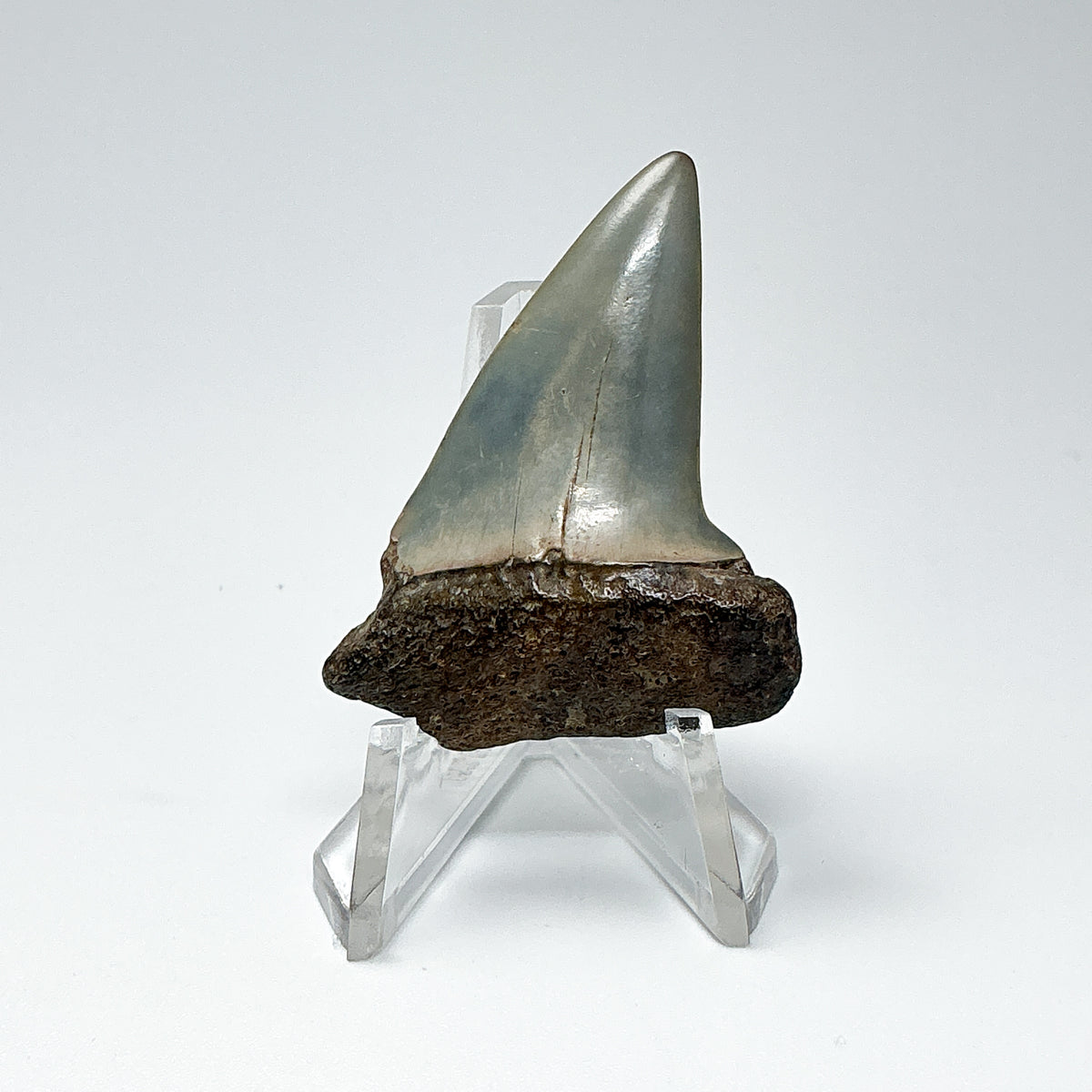 Fossilized Shark Tooth Specimen: Extinct Great White Shark-Rocks and Gems Canada