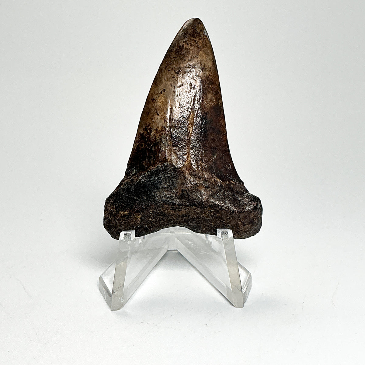 Fossilized Shark Tooth Specimen: Extinct Great White Shark-Rocks and Gems Canada