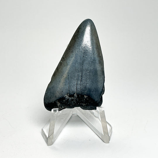 Fossilized Shark Tooth Specimen: Extinct Great White Shark-Rocks and Gems Canada