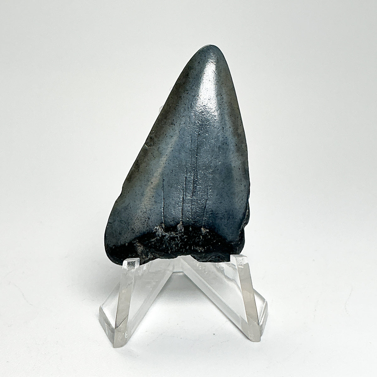 Fossilized Shark Tooth Specimen: Extinct Great White Shark-Rocks and Gems Canada