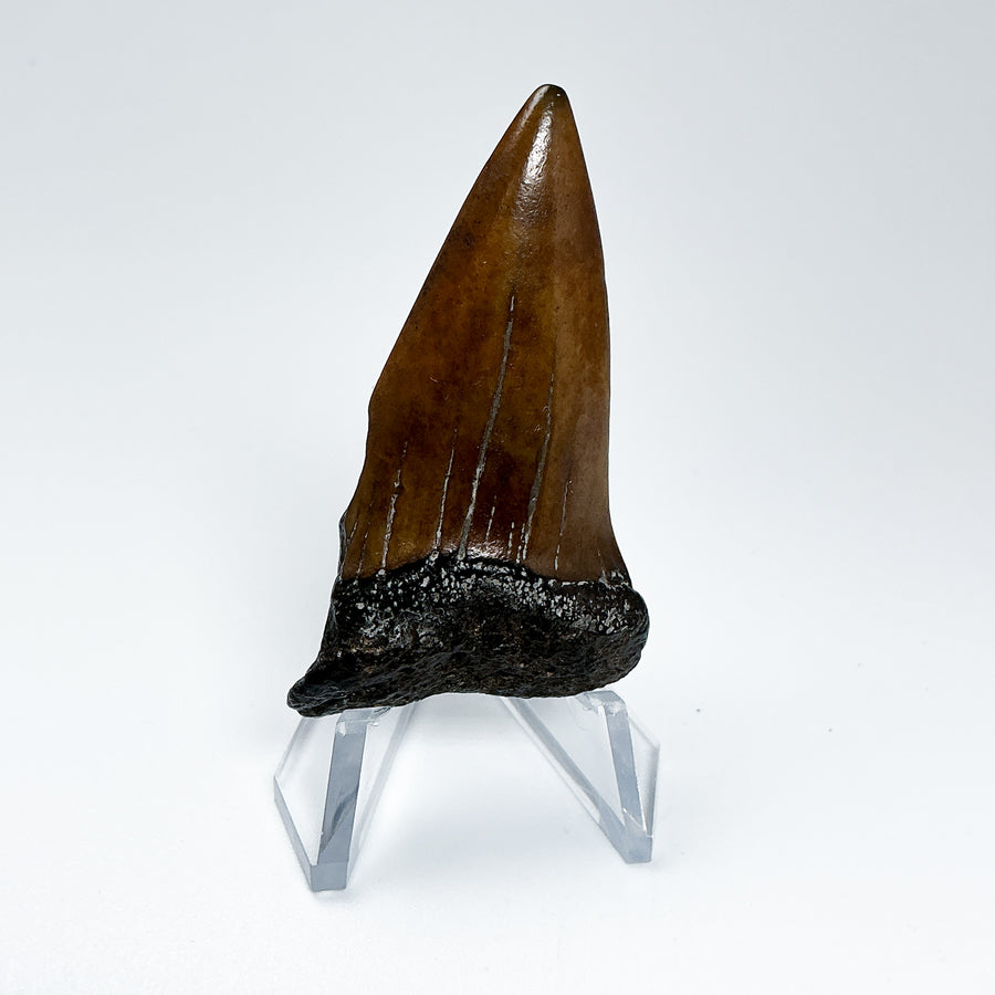 Fossilized Shark Tooth Specimen: Extinct Great White Shark-Rocks and Gems Canada