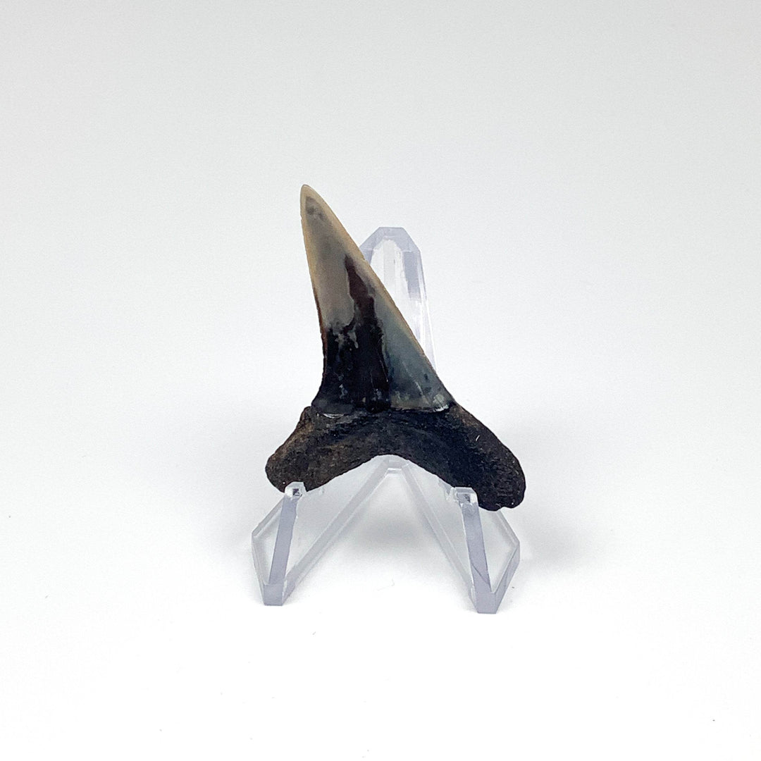 Fossilized Shark Tooth Specimen: Sand-Rocks and Gems Canada