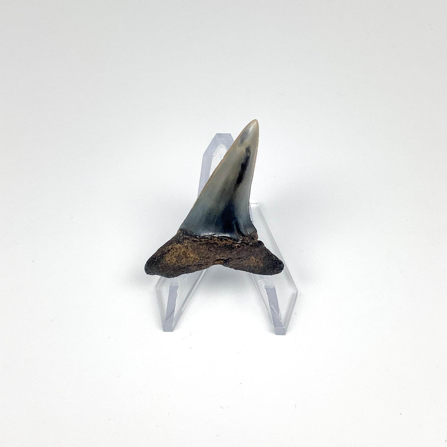 Fossilized Shark Tooth Specimen: Sand-Rocks and Gems Canada