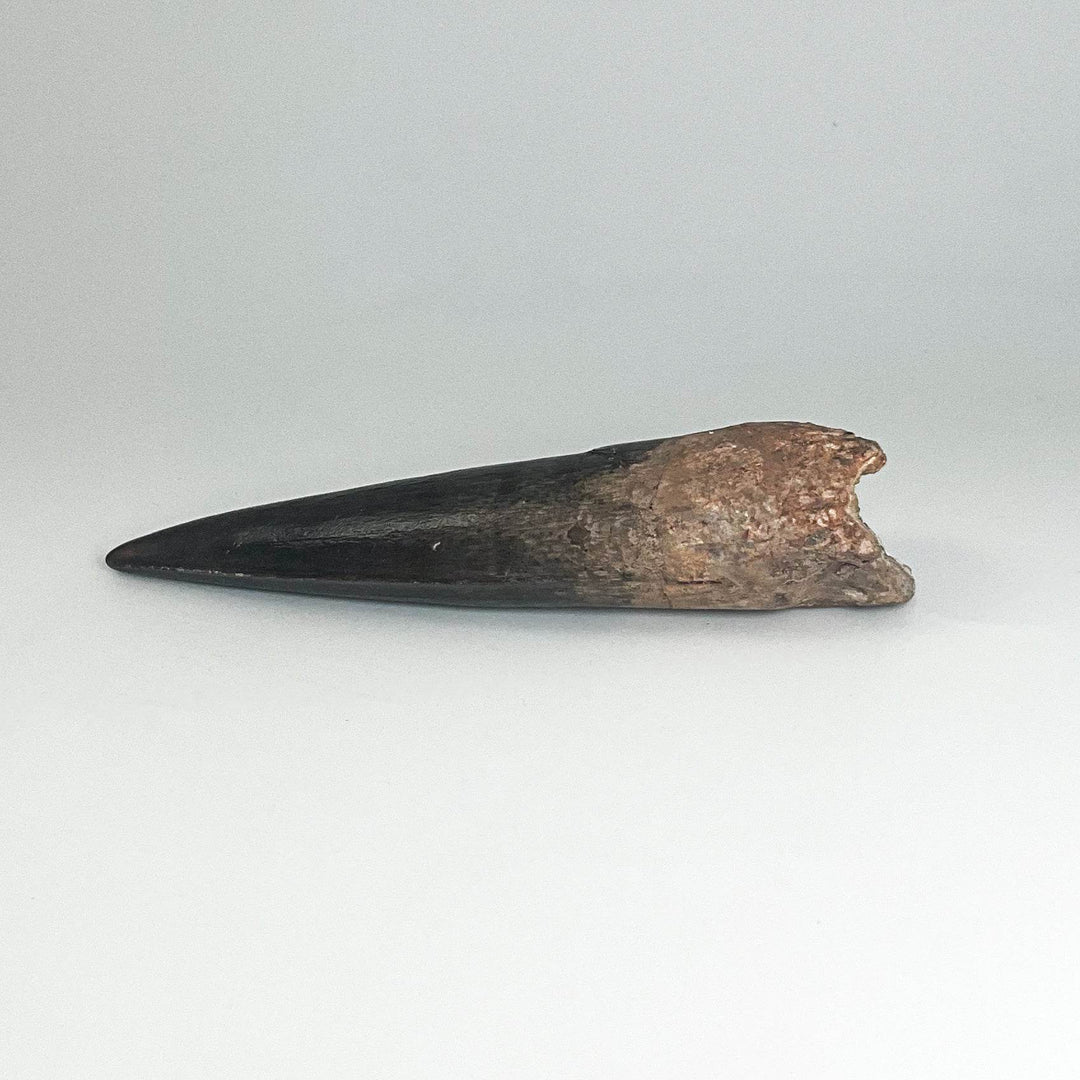 Fossilized Spinosaurus Tooth Specimen-Rocks and Gems Canada