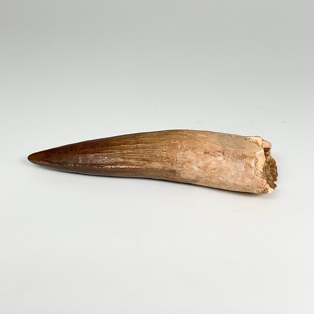 Fossilized Spinosaurus Tooth Specimen-Rocks and Gems Canada