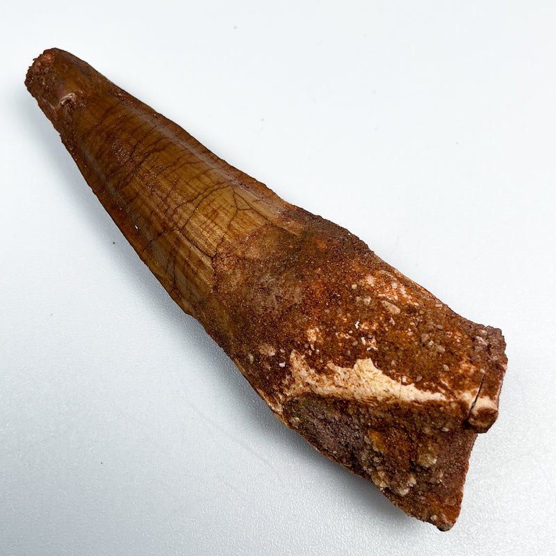 Fossilized Spinosaurus Tooth Specimen