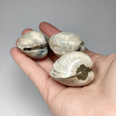 Fossilized Clam