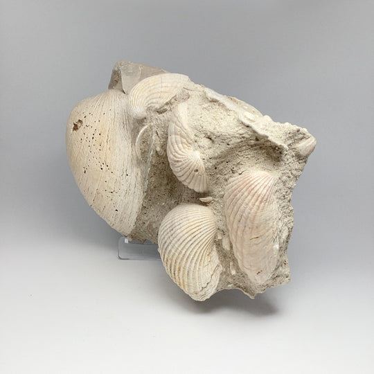 Fossilized Clam in Matrix - Rocks and Gems Canada