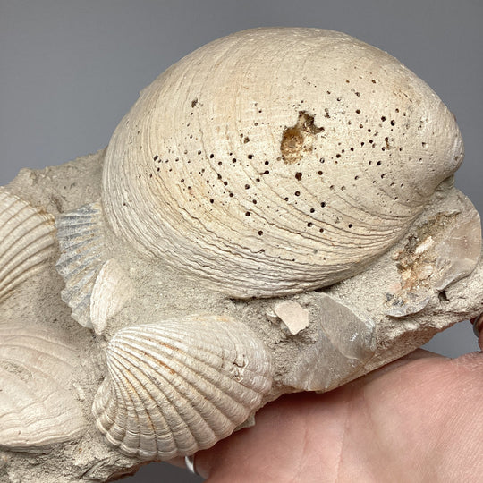 Fossilized Clam in Matrix - Rocks and Gems Canada
