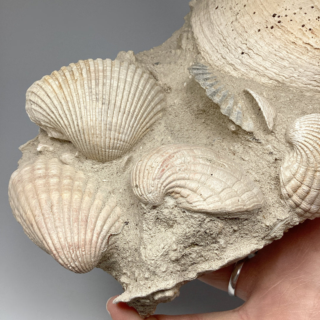 Fossilized Clam in Matrix - Rocks and Gems Canada