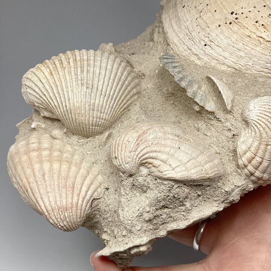 Fossilized Clam in Matrix - Rocks and Gems Canada