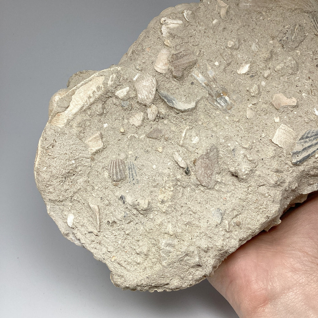 Fossilized Clam in Matrix - Rocks and Gems Canada