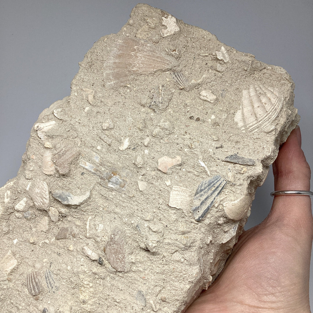Fossilized Clam in Matrix - Rocks and Gems Canada