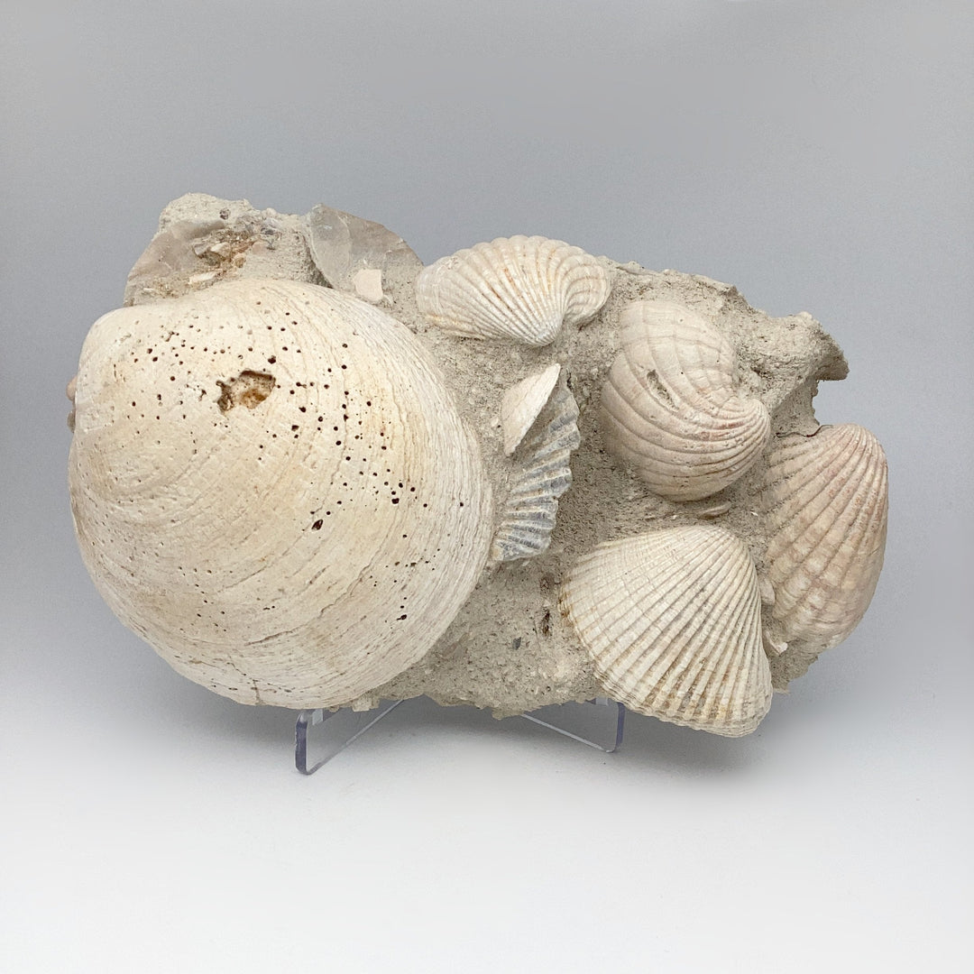 Fossilized Clam in Matrix - Rocks and Gems Canada