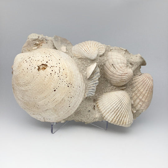 Fossilized Clam in Matrix - Rocks and Gems Canada