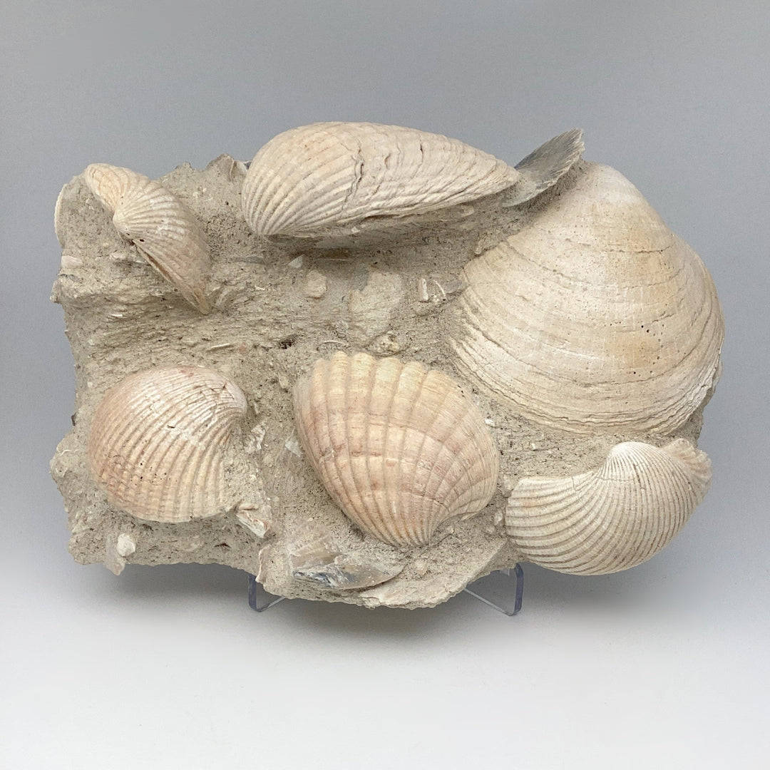 Fossilized Clam in Matrix - Rocks and Gems Canada