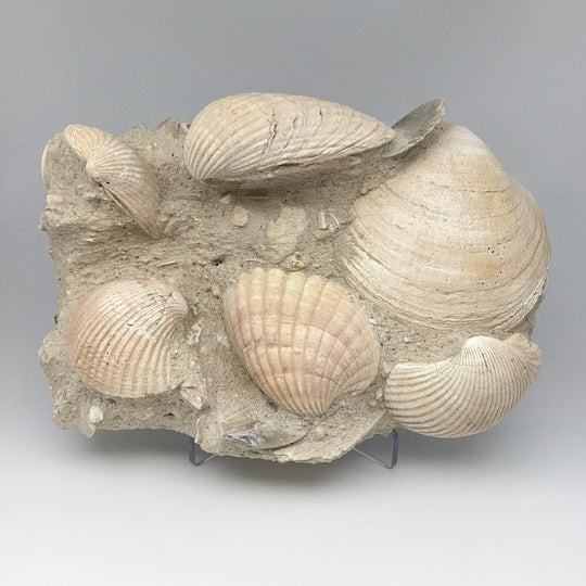Fossilized Clam in Matrix - Rocks and Gems Canada